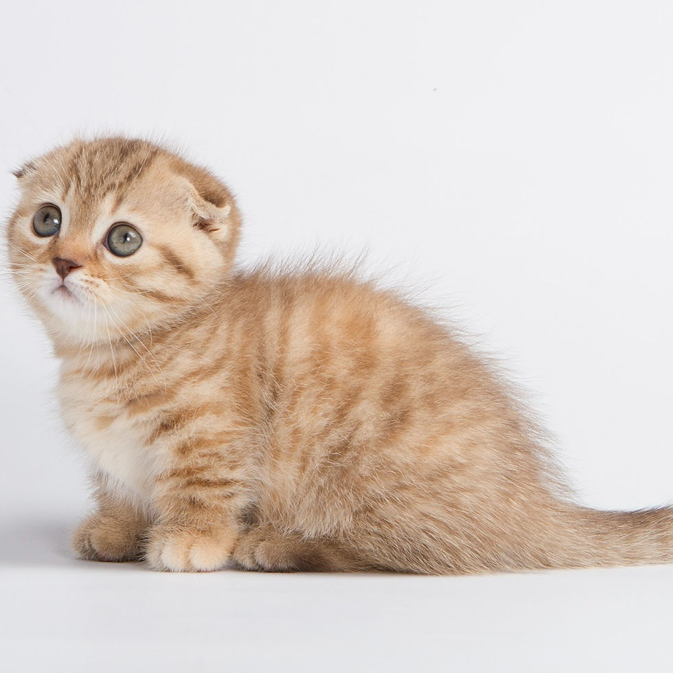 Thumbnail: 875 Aleya (U) Munchkin shorthair female kitten