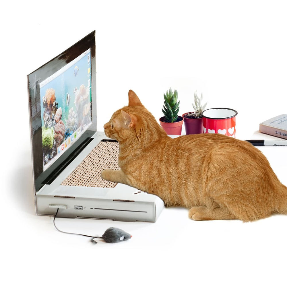 How to prepare for a new kitten?