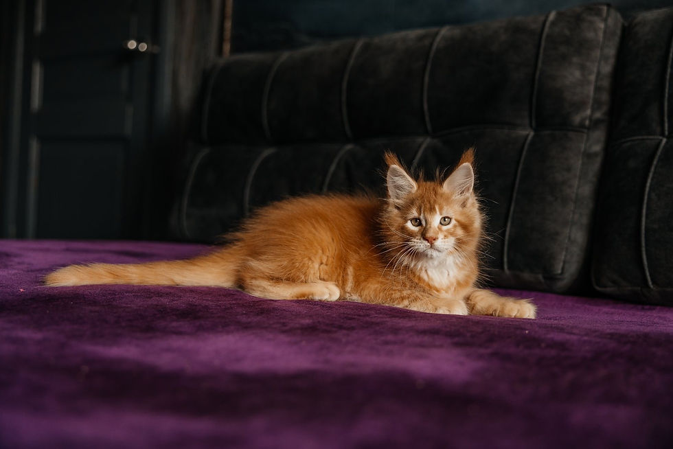 Thumbnail: 1261 Ivan (R) Maine Coon male kitten