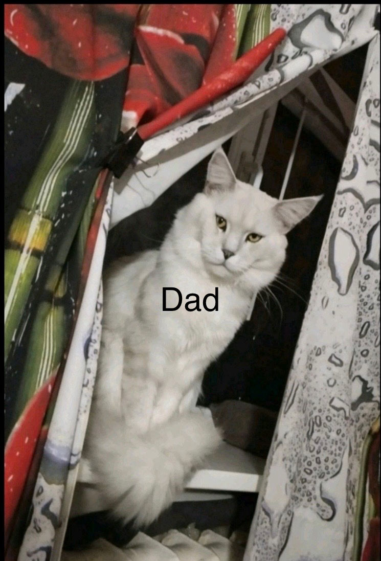 Thumbnail: Maine Coon