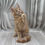 Thumbnail: 1347 Arnold (U) Maine Coon male kitten