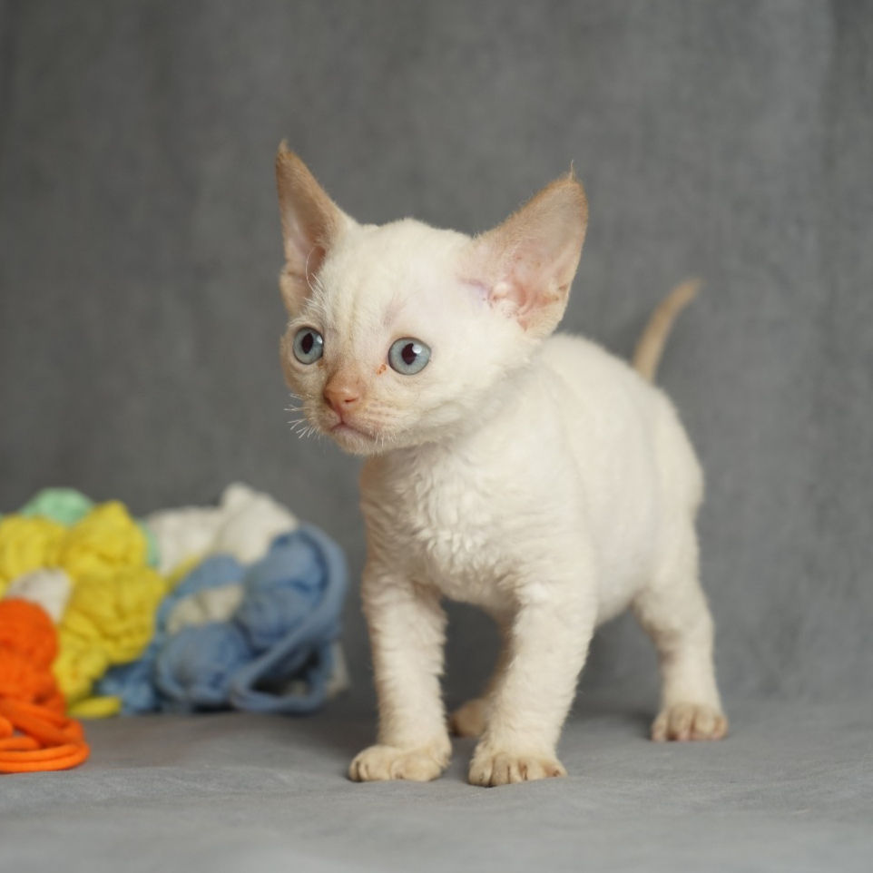 Thumbnail: Devon rex chocolate mink