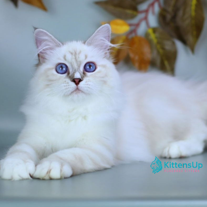 Siberian
