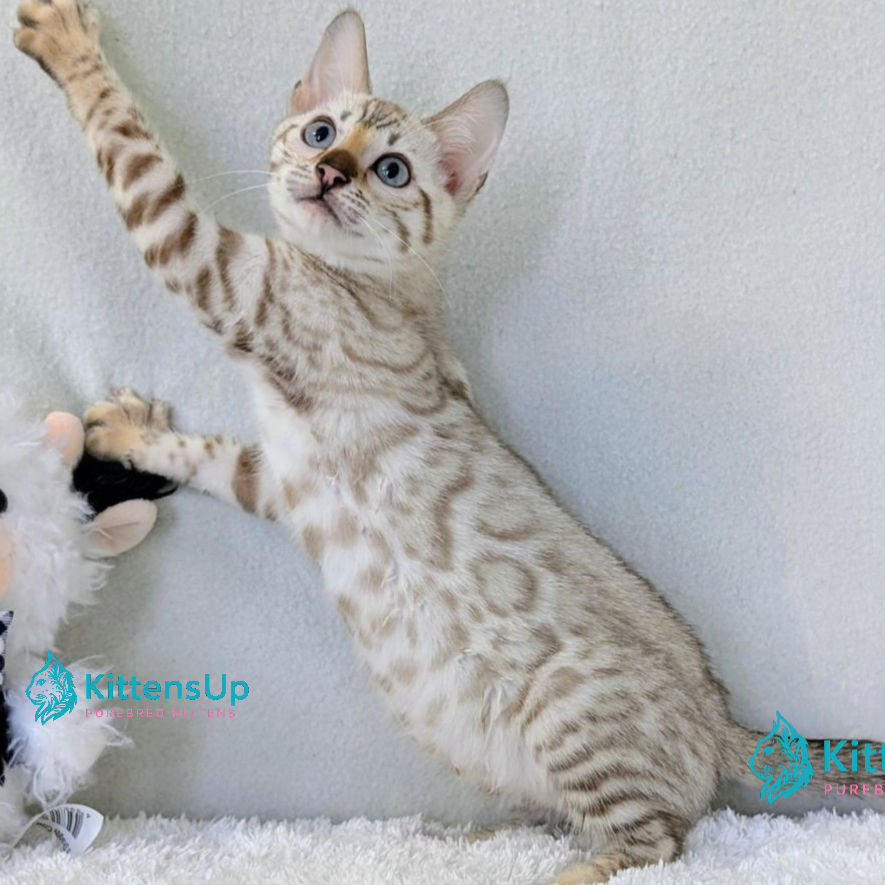 Bengal