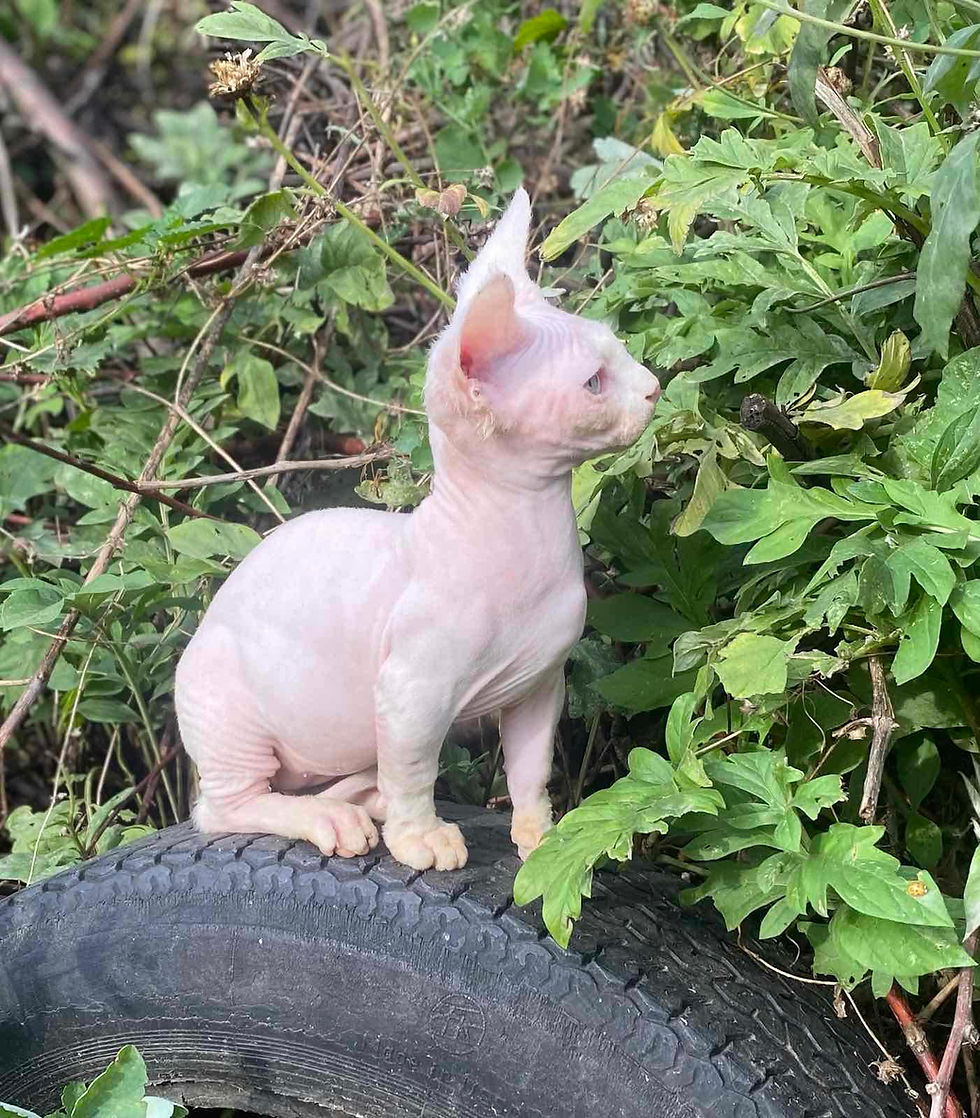 Thumbnail: 435 Fantastic (U)  male  Bambino  kitten