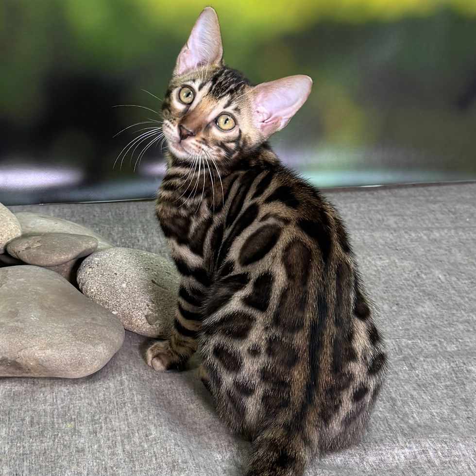 Thumbnail: Bengal