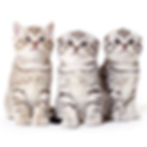 Scottish fold&straight kittens