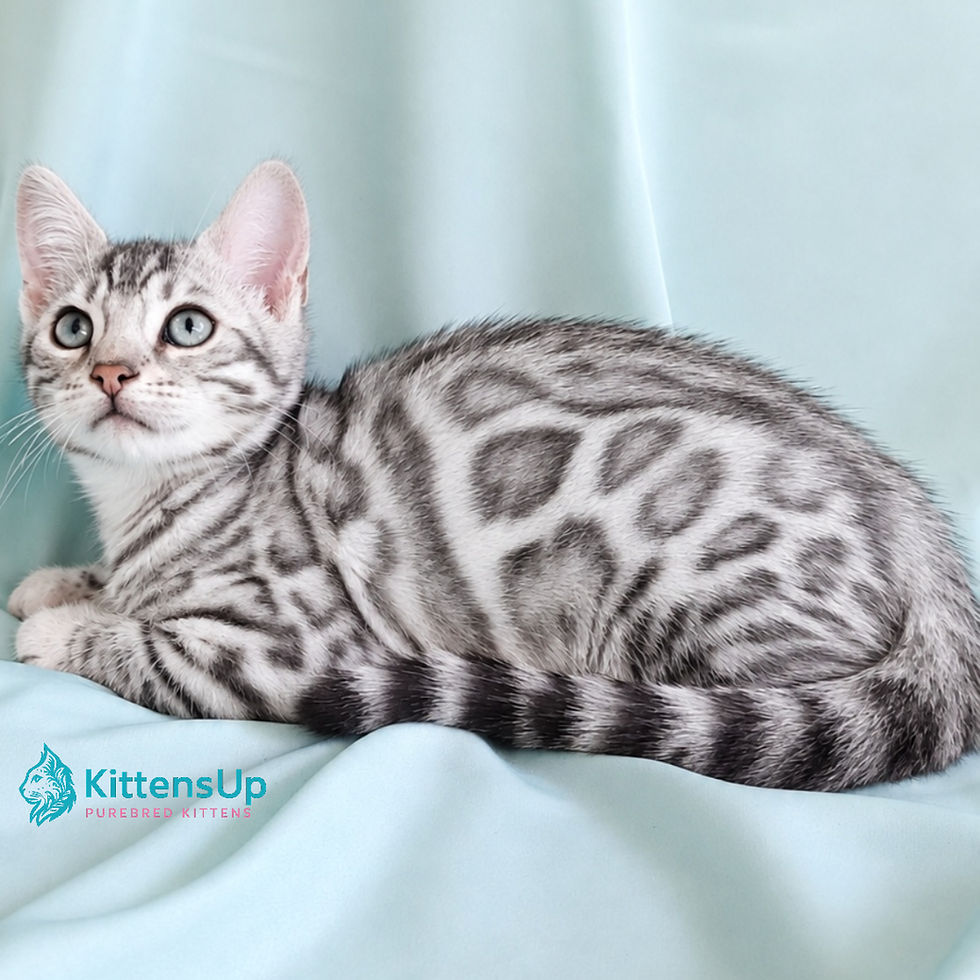 Bengal