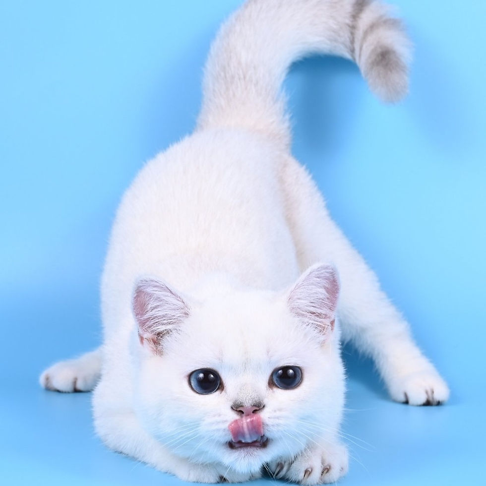 Thumbnail: 956 Diamond (ML) British shorthair Male kitten