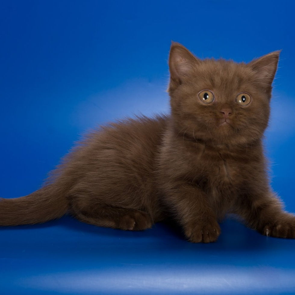 Thumbnail: 1039 Forbes (B) British shorthair male kitten