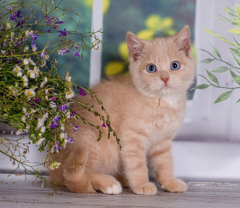 Thumbnail: 608 Leon (U) British shorthair male kitten