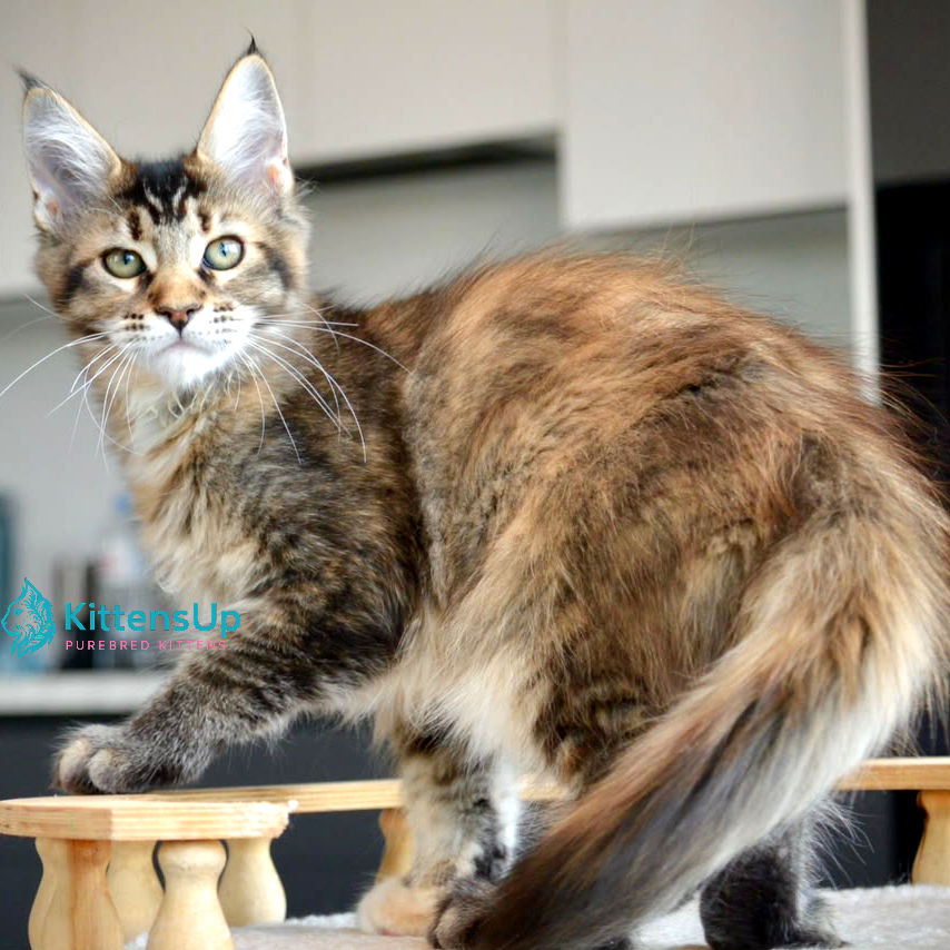 Maine Coon