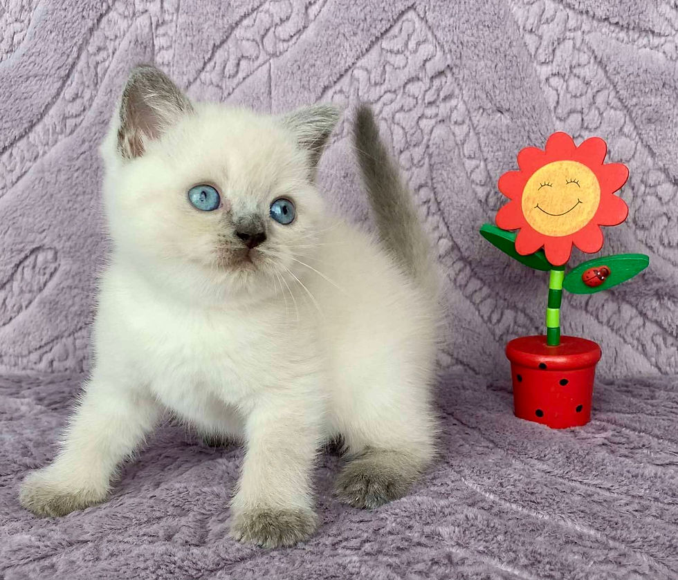 Thumbnail: 640 Mercedes (U) Scottish straight Female kitten