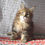 Thumbnail: 338 Izumi (U) Maine Coon male kitten