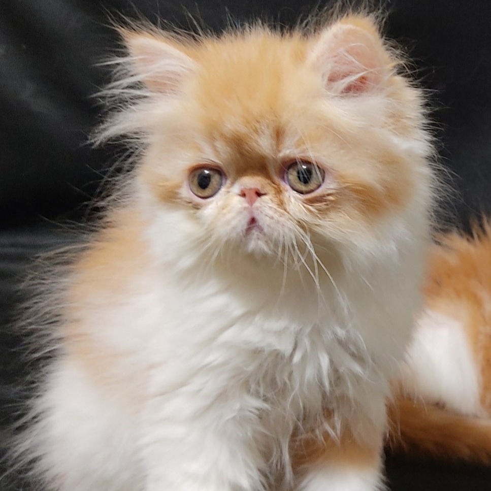 065 Bogdan(U) Persian longhair male kitten