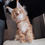 Thumbnail: 284 Shanghai (KZ)  Maine Coon male kitten