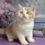 Thumbnail: 150 Oreo (U) British shothair male kitten