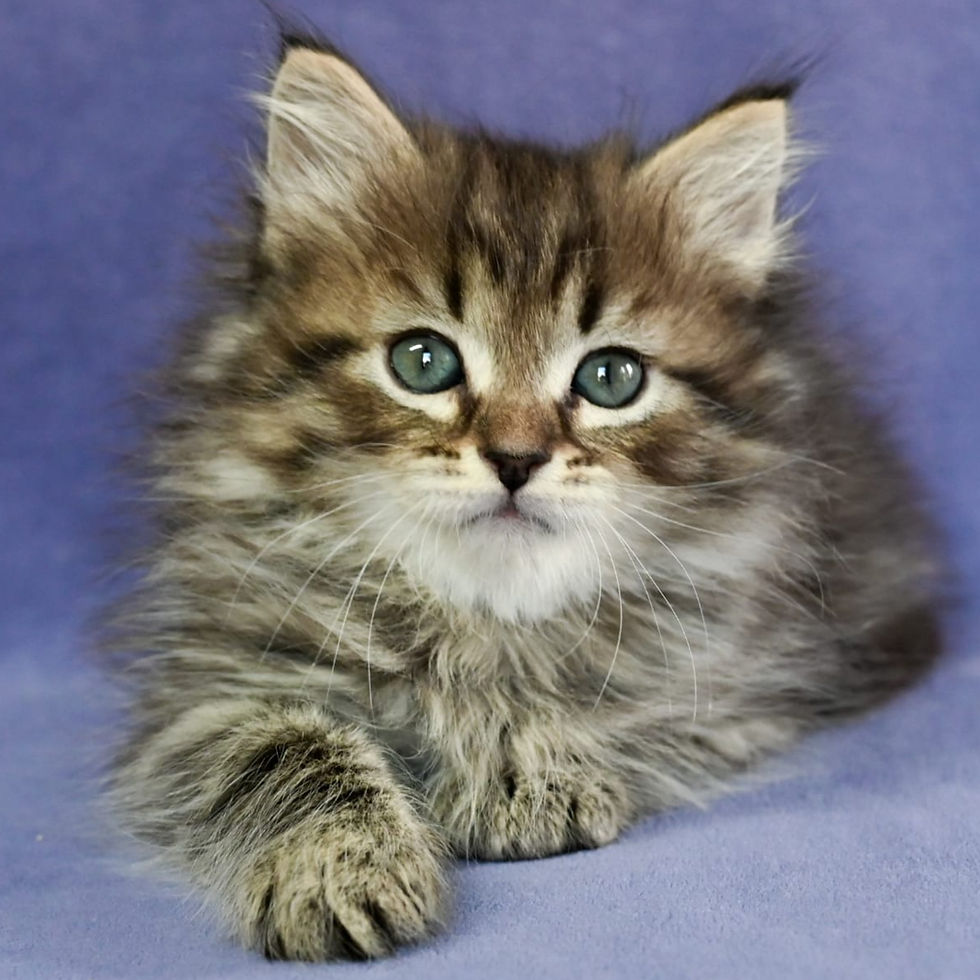 Siberian