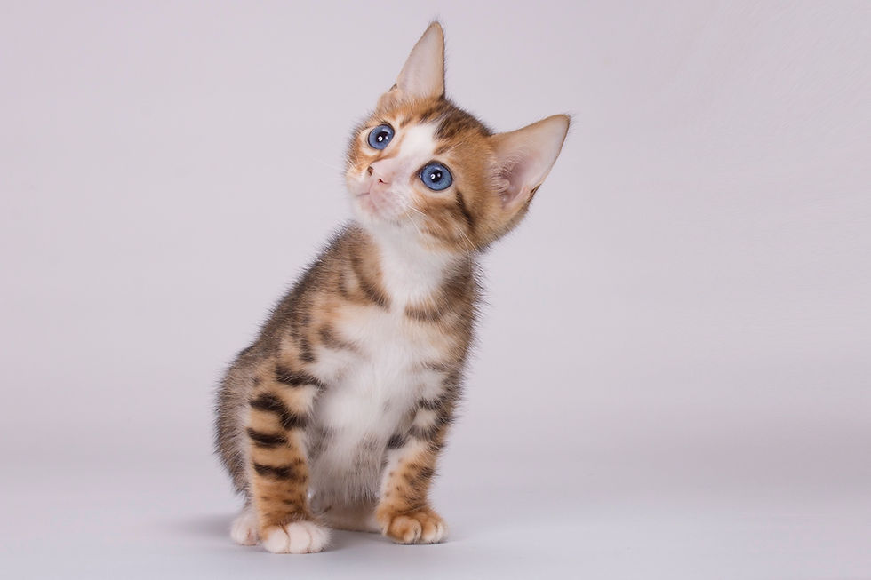 Thumbnail: 417 Impuls (U) PANTERINA male kitten