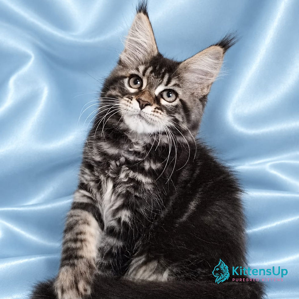 Maine Coon