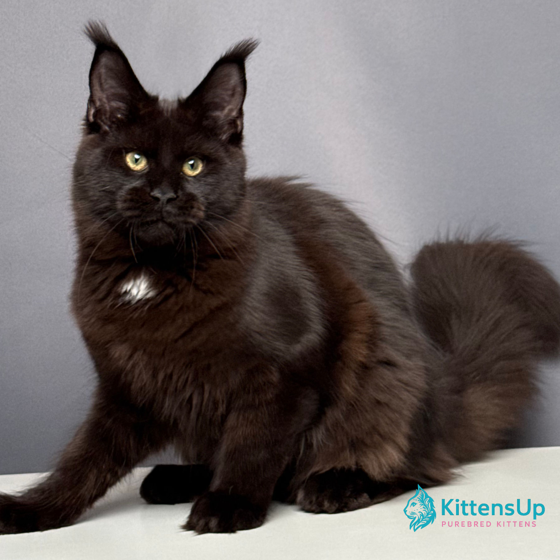 Maine Coon