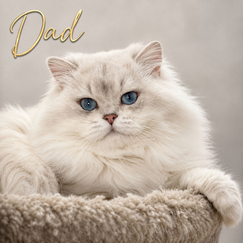 Thumbnail: 569 Tiffy (FL, USA) Scottish Fold longhair female kitten