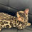Thumbnail: 226 Dambo (U) purebred Bengal male kitten
