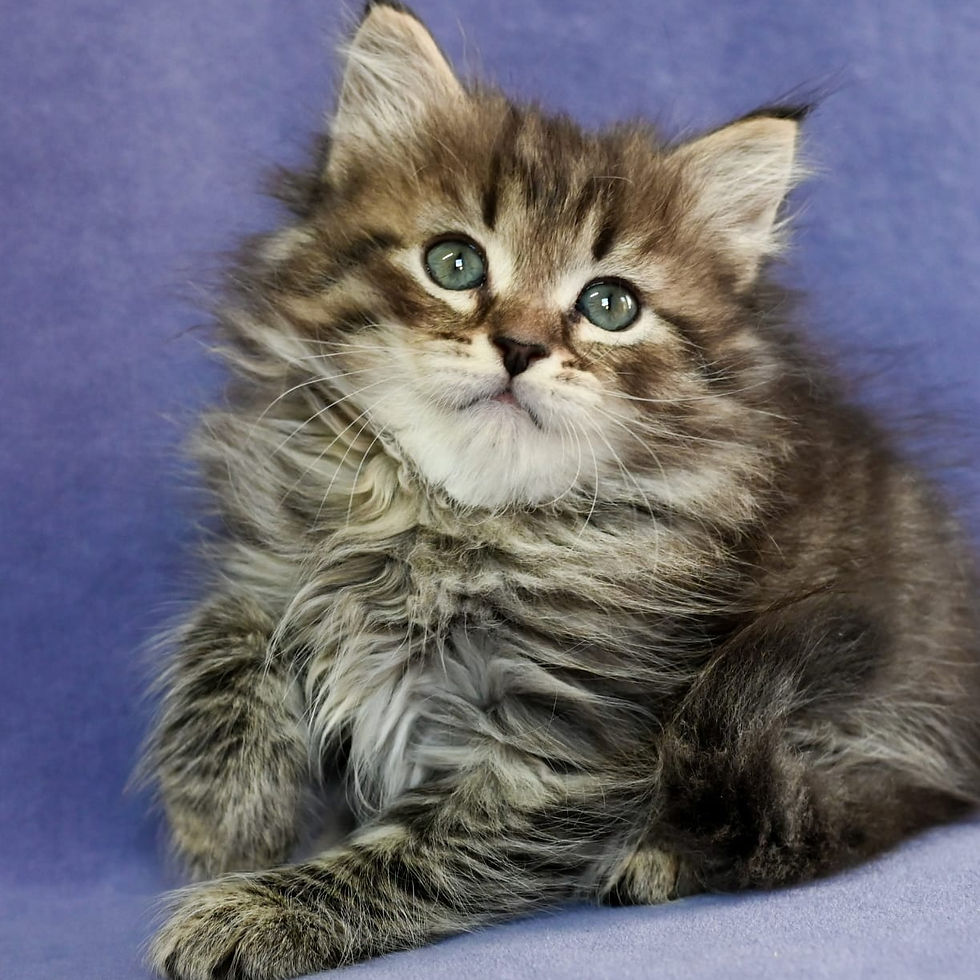 Siberian