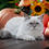 Thumbnail: 296 Benz (R) Siberian male kitten
