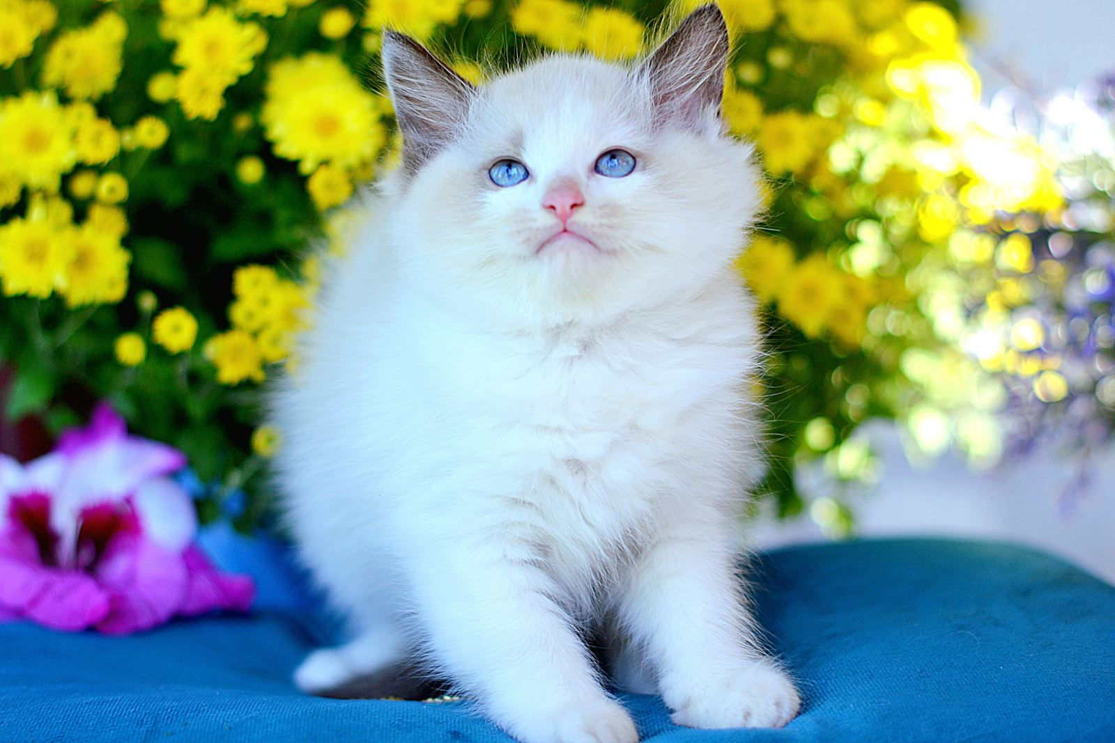 350 Nelli (B) Ragdoll female kitten