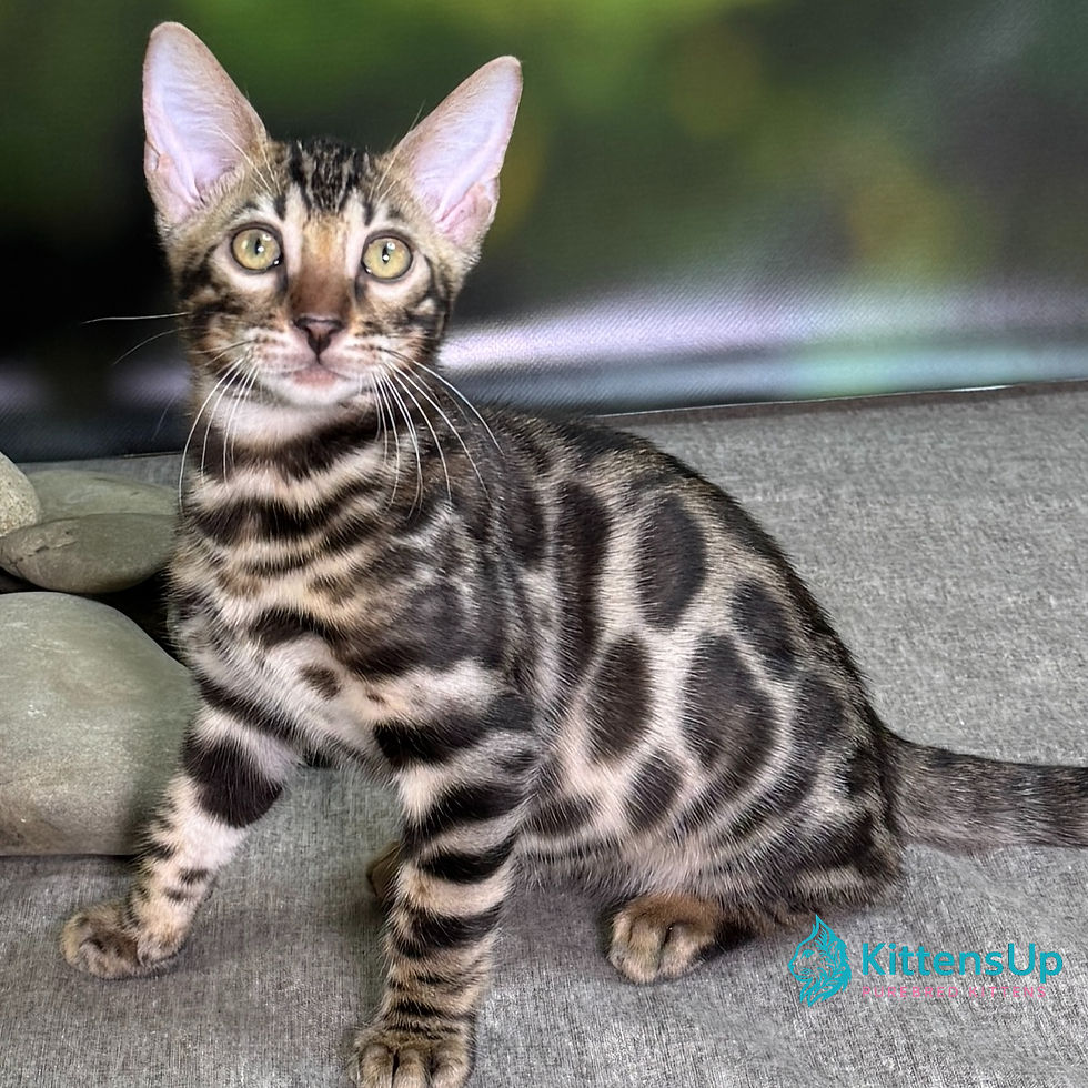 Bengal