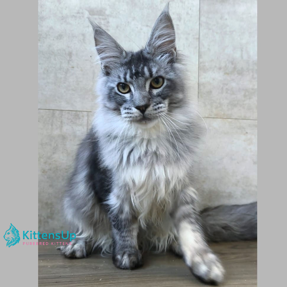 Maine Coon