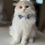 Thumbnail: 787 Ray (USA-FL) Scottish fold longhair male kitten