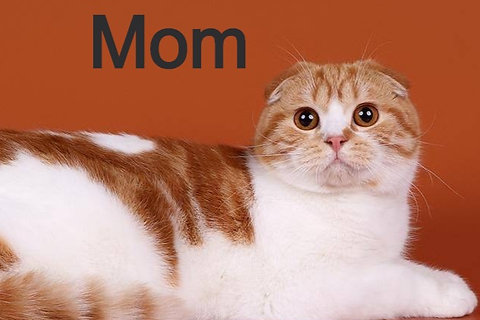 Abigel Scottish Straight Longhair Female Kitten Mysite1