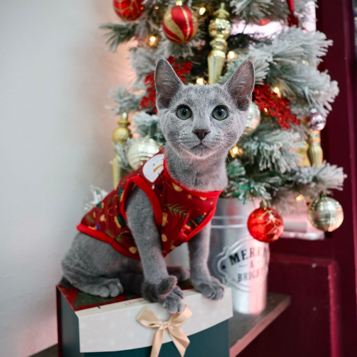 503 Bilbo (PL) purebred Russian blue male kitten