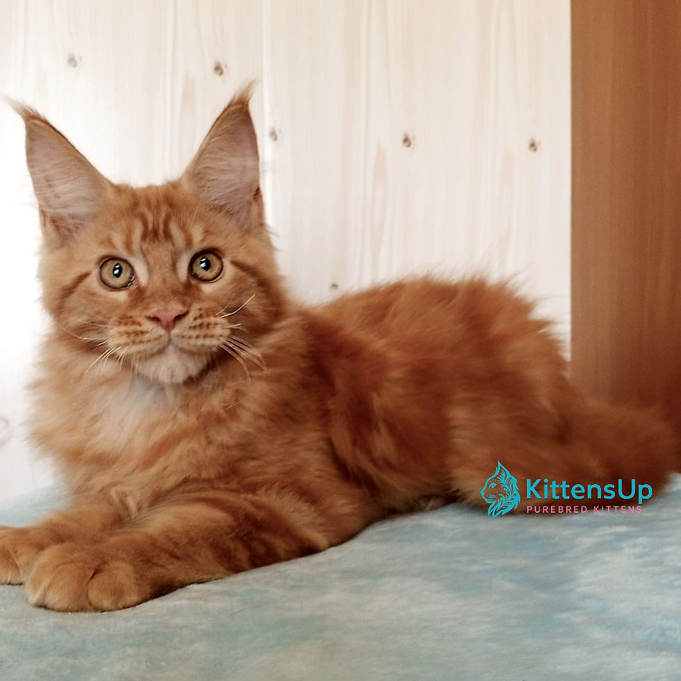 Maine Coon