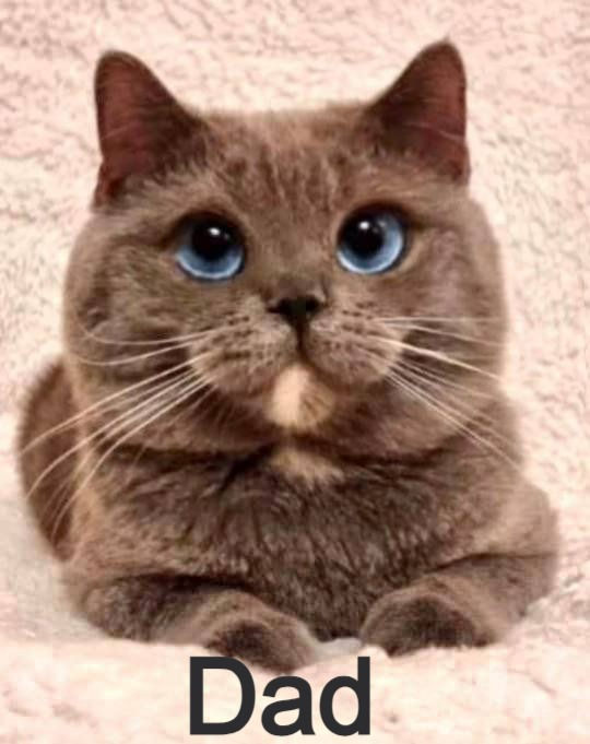 Thumbnail: 608 Leon (U) British shorthair male kitten