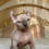 Thumbnail: 531 Nikki (R)  female  Dwelf  kitten