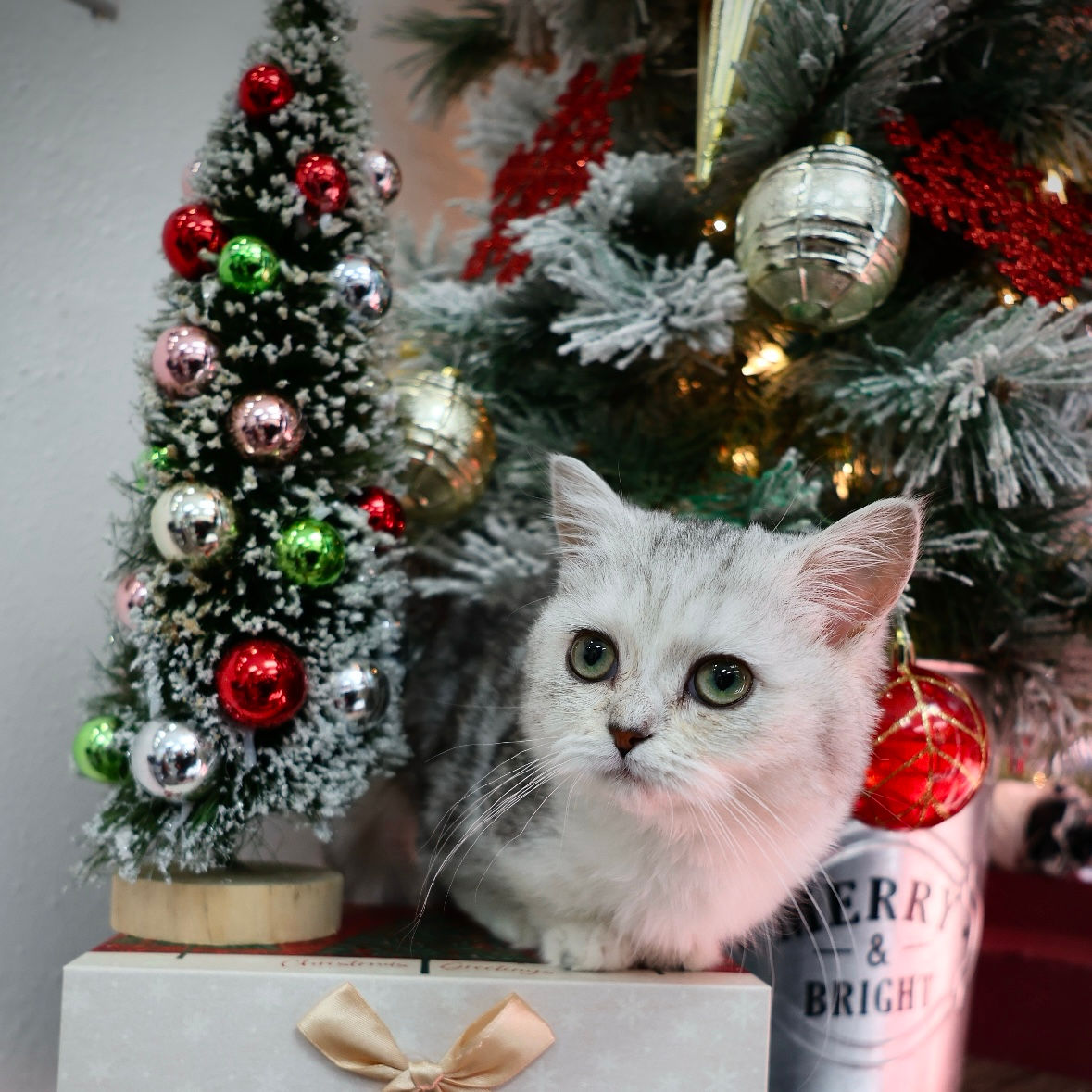 380 Lady Night (R) Munchkin shorthair female kitten