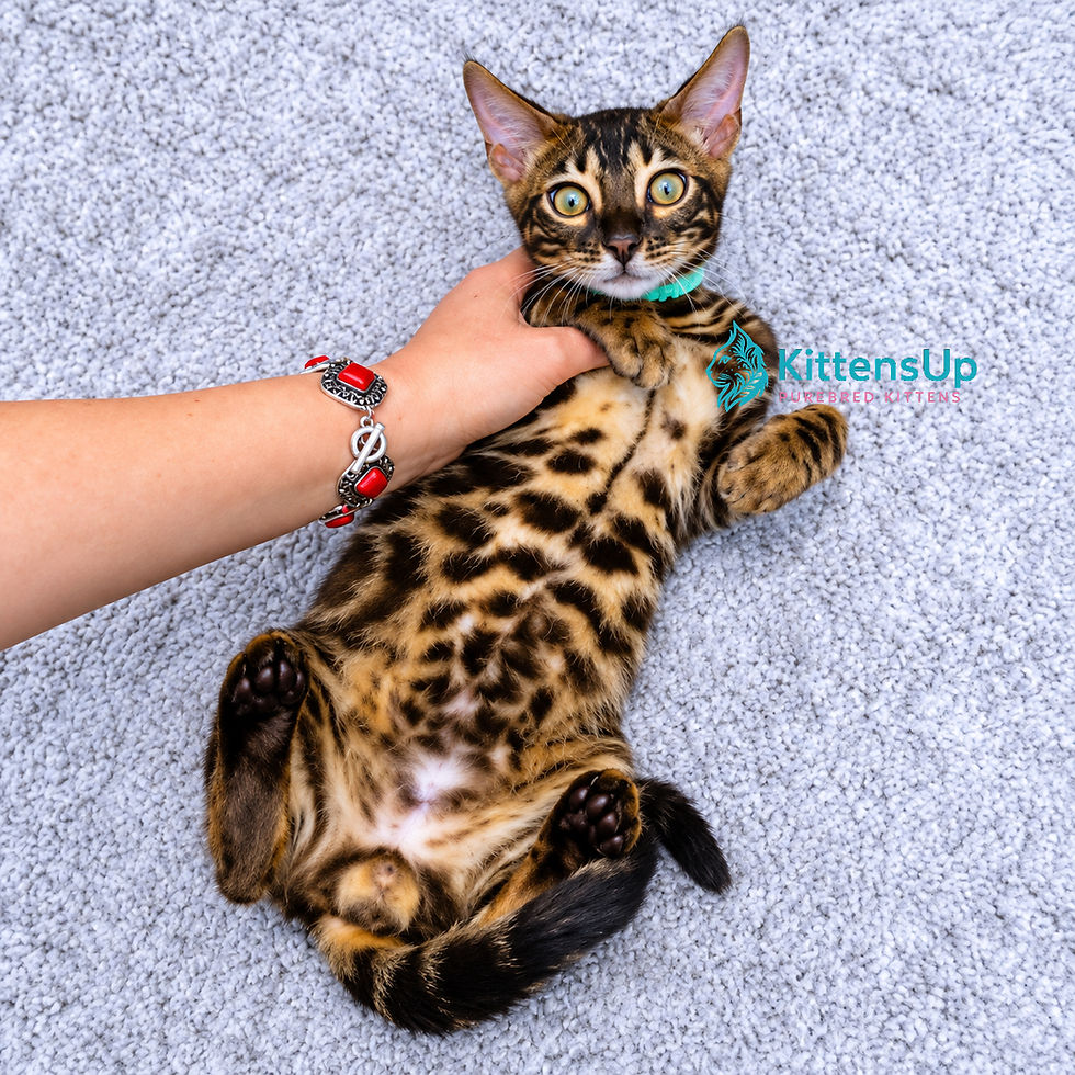 Bengal charcoal