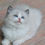 Thumbnail: 328 Angel (U)   Ragdoll male kitten