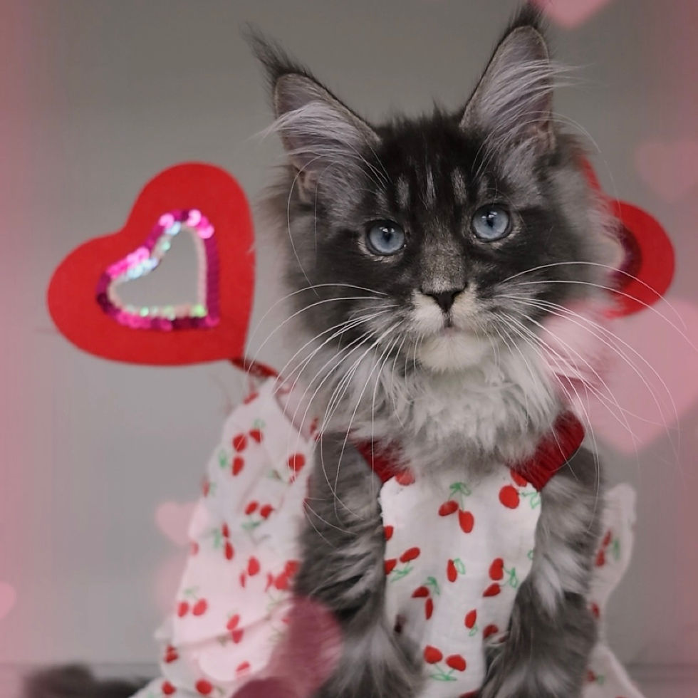 Thumbnail: 226 Quentina (R) Maine Coon female kitten