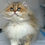 Thumbnail: 707 Princess (TN) British longhair female kitten