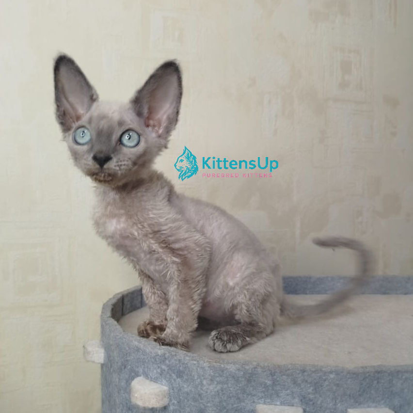 Thumbnail: Devon Rex