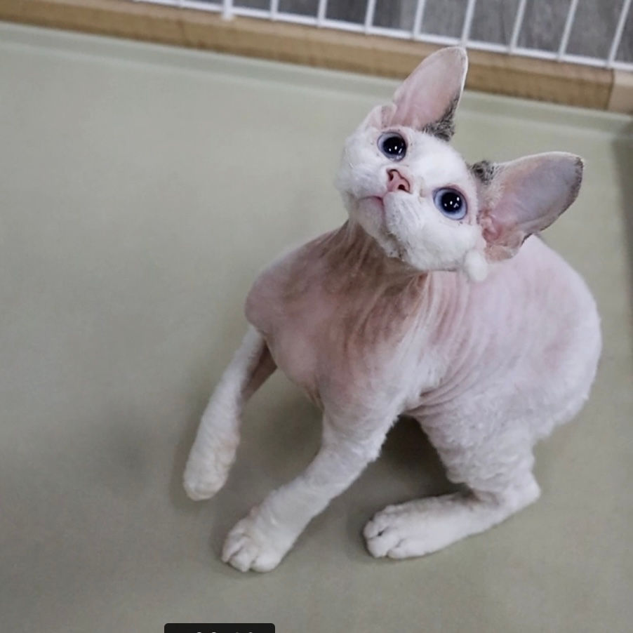 Thumbnail: 536 Justin (U) Devon Rex male kitten