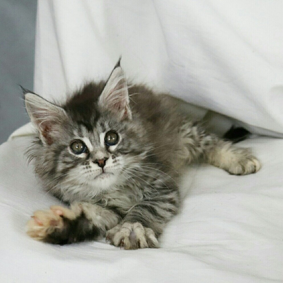Nickoletta Maine Coon tortie silver tiger color female ...