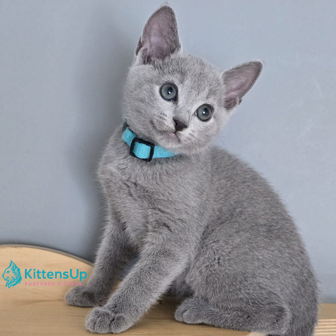 435 Waldus (PL) purebred Russian blue male kitten