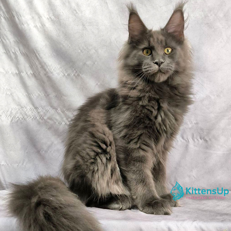 Maine Coon