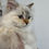 Thumbnail: 124 Michelle (U) Siberian female kittene