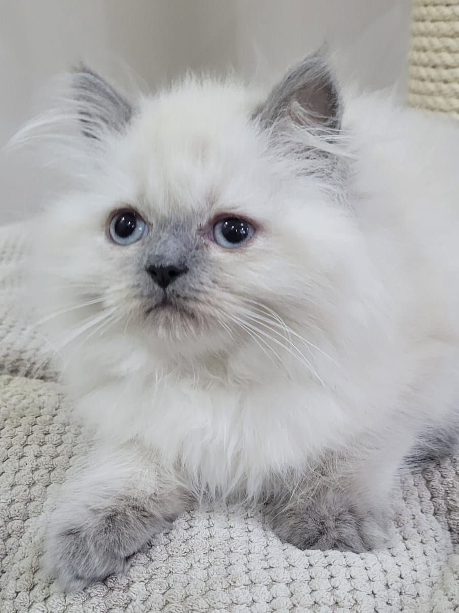 Thumbnail: 426 Hugo (PL) Siberian male kitten